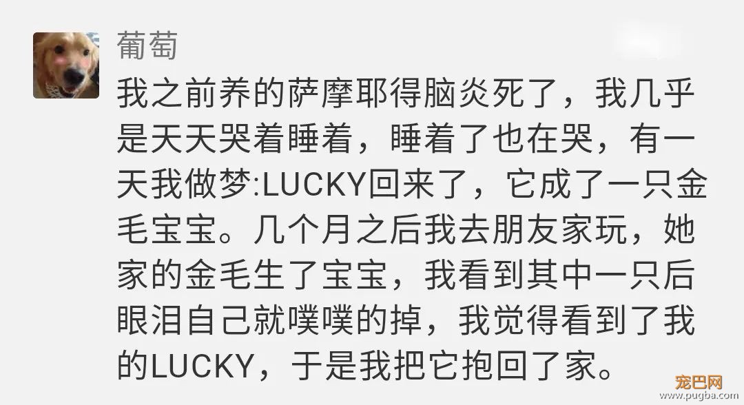 你相信狗狗离世后，还会回来吗？-4.jpeg