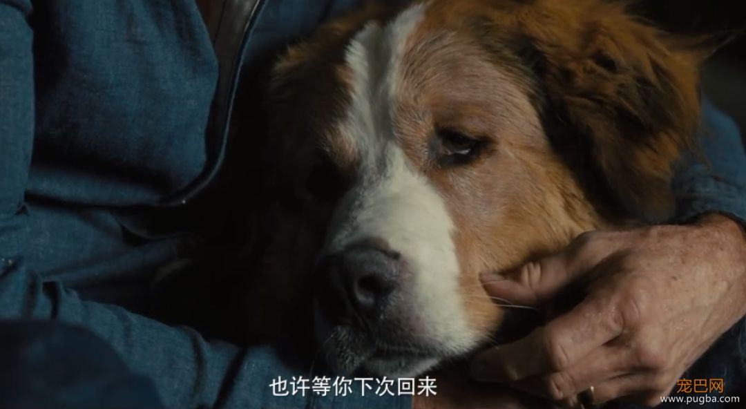 你相信狗狗离世后，还会回来吗？-11.jpeg