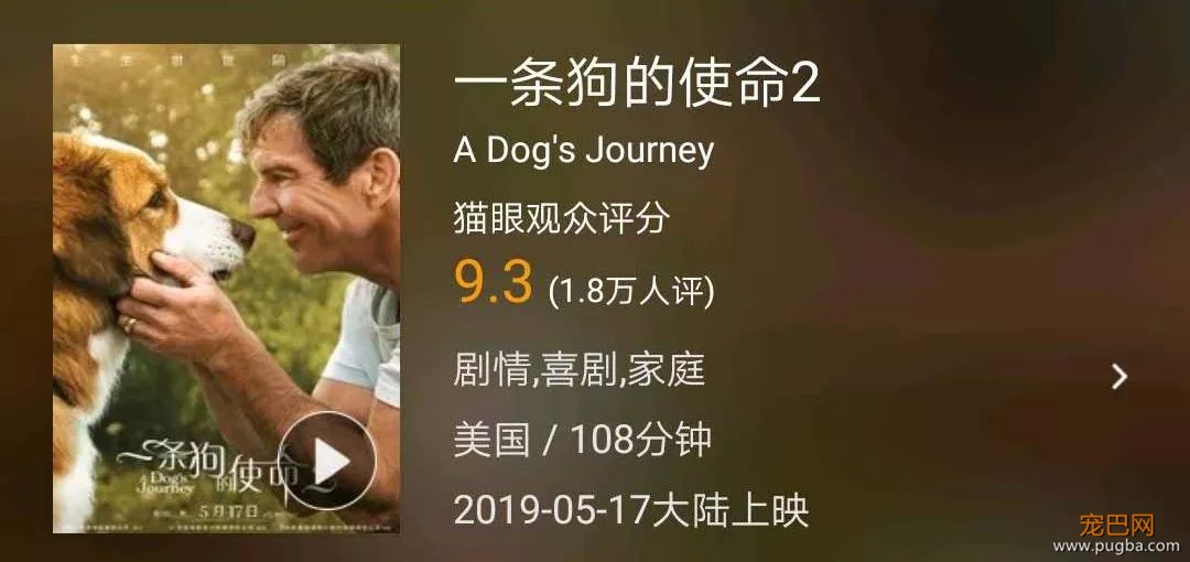 你相信狗狗离世后，还会回来吗？-7.jpeg