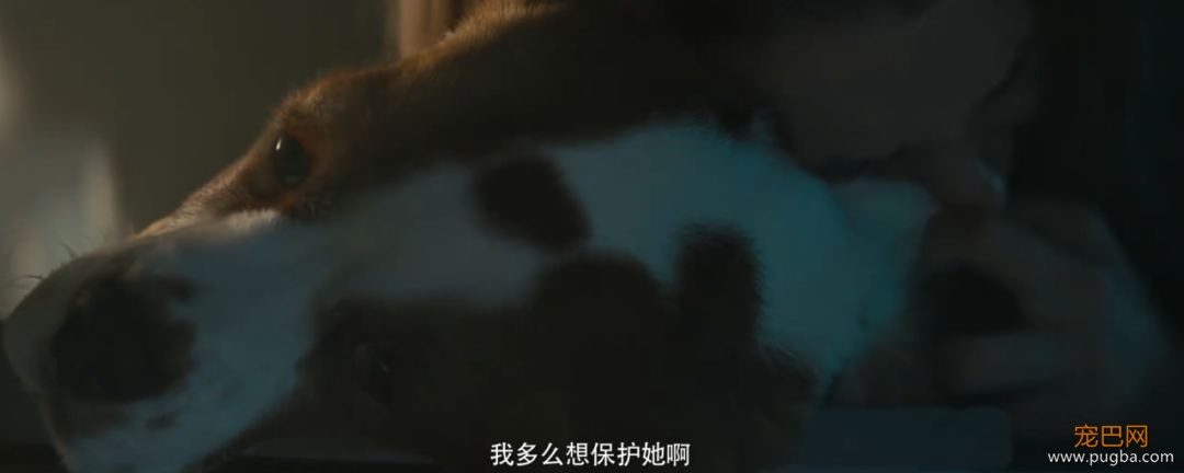 你相信狗狗离世后，还会回来吗？-14.jpeg