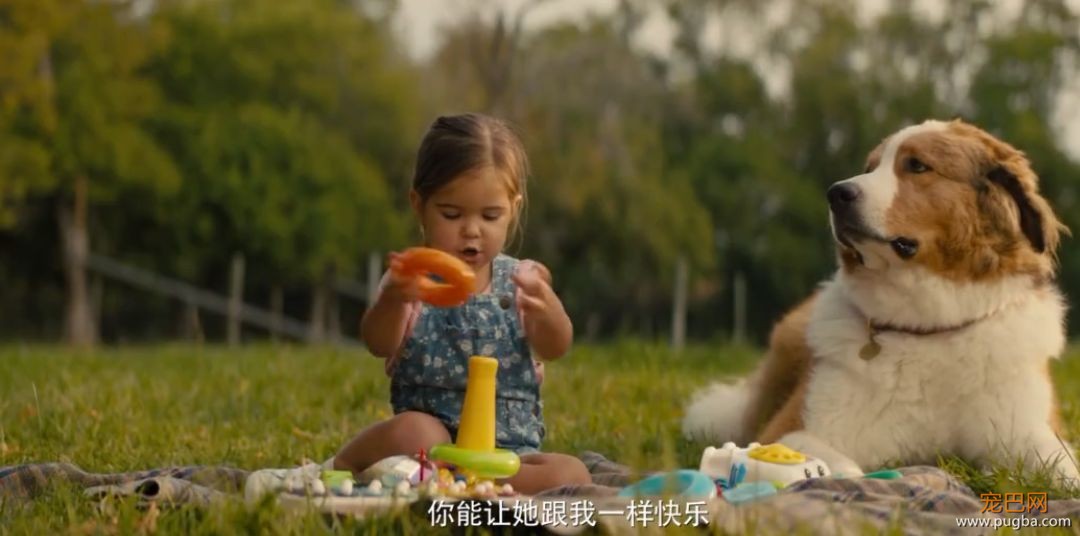 你相信狗狗离世后，还会回来吗？-13.jpeg