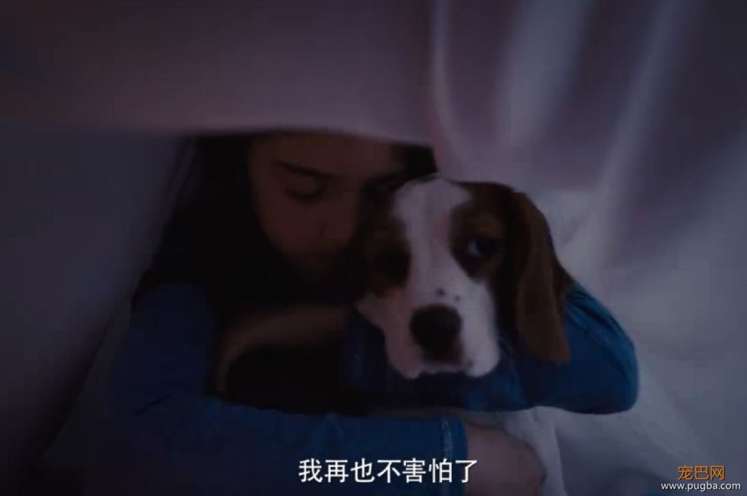 你相信狗狗离世后，还会回来吗？-15.jpeg