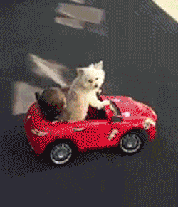 给你们感受一下传说中的狗带！这技术简直满分啊！-2.gif