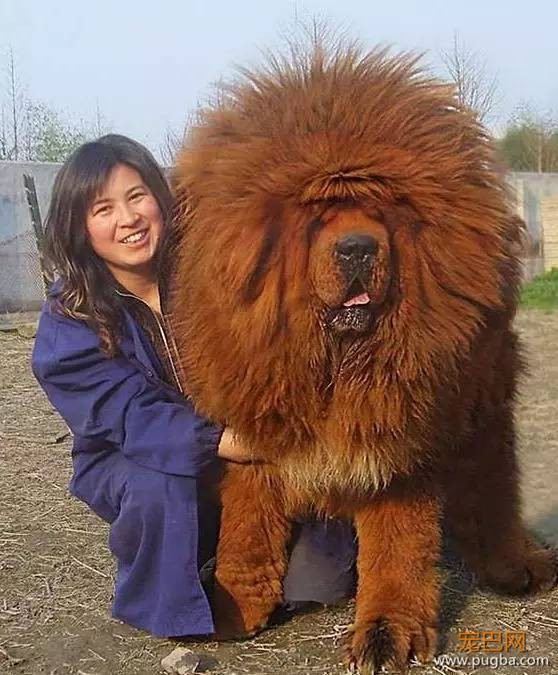 看看这几条狗，知道为什么人成了狗的宠物！-8.jpeg