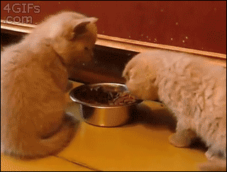 生活好惬意呀~-1.gif