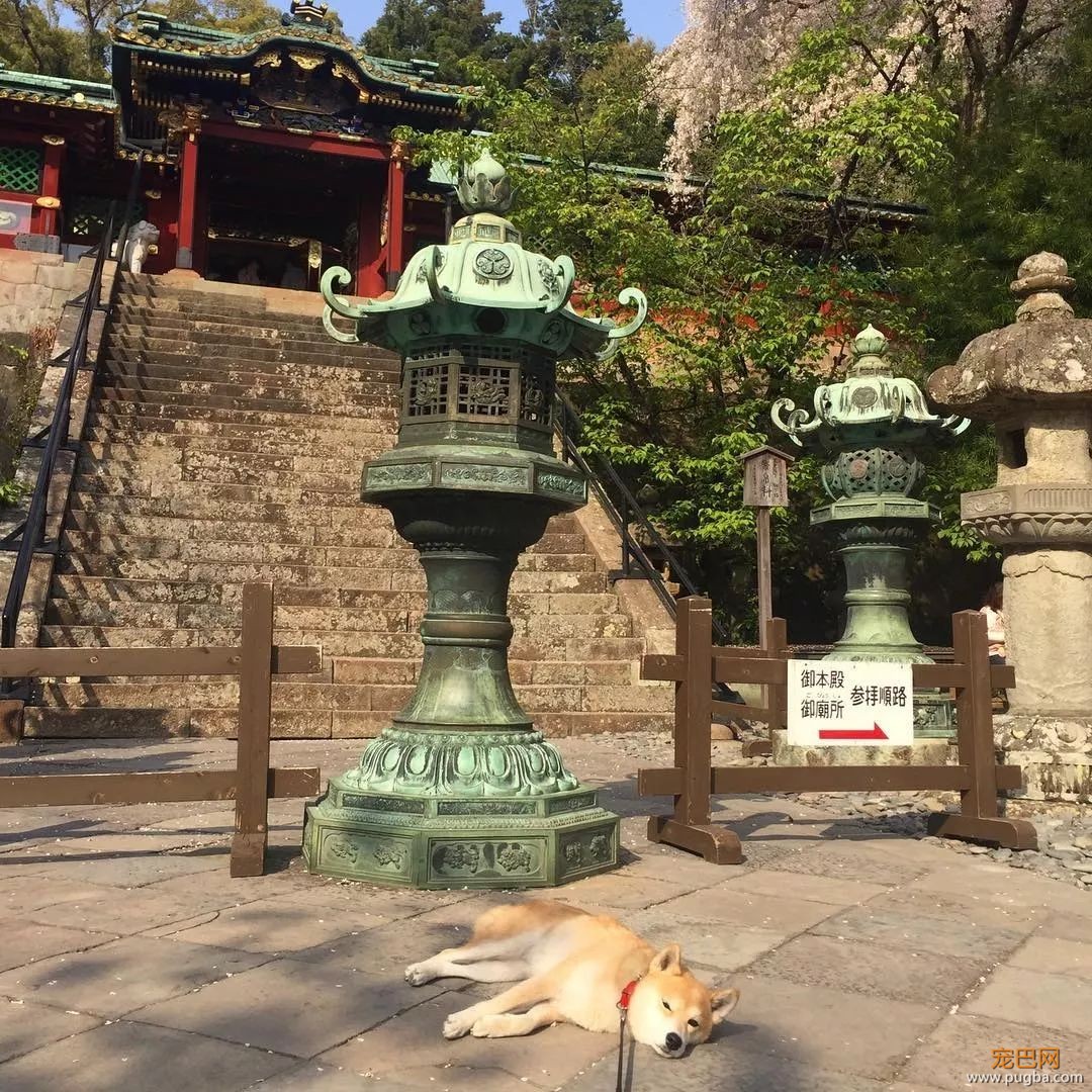 想带狗砸去环游世界，这货却只想睡觉，景点全部躺着打卡...-1.jpeg