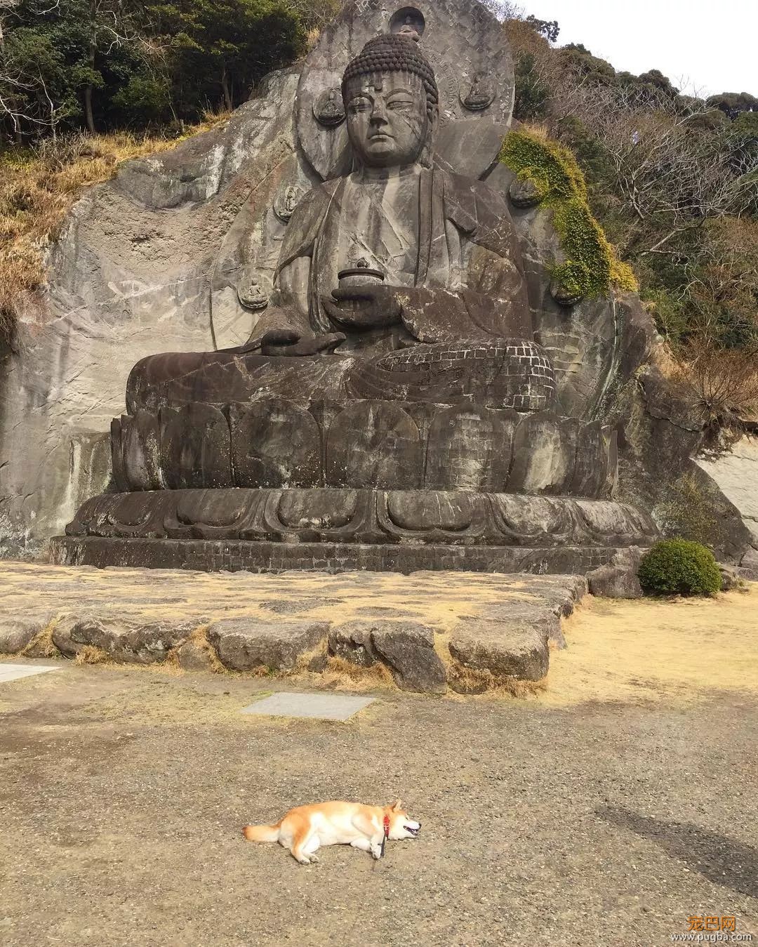 想带狗砸去环游世界，这货却只想睡觉，景点全部躺着打卡...-2.jpeg