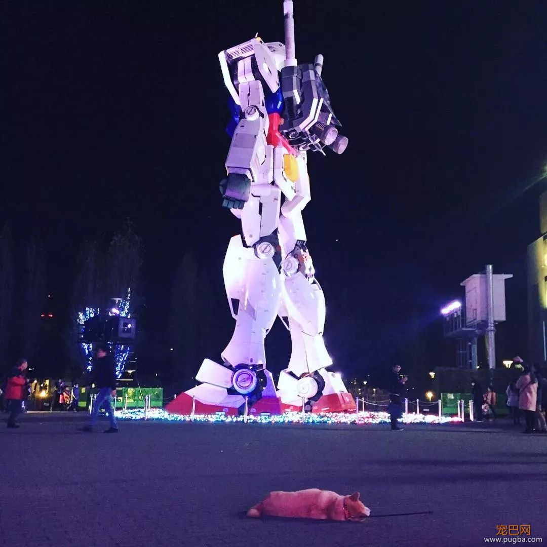 想带狗砸去环游世界，这货却只想睡觉，景点全部躺着打卡...-6.jpeg