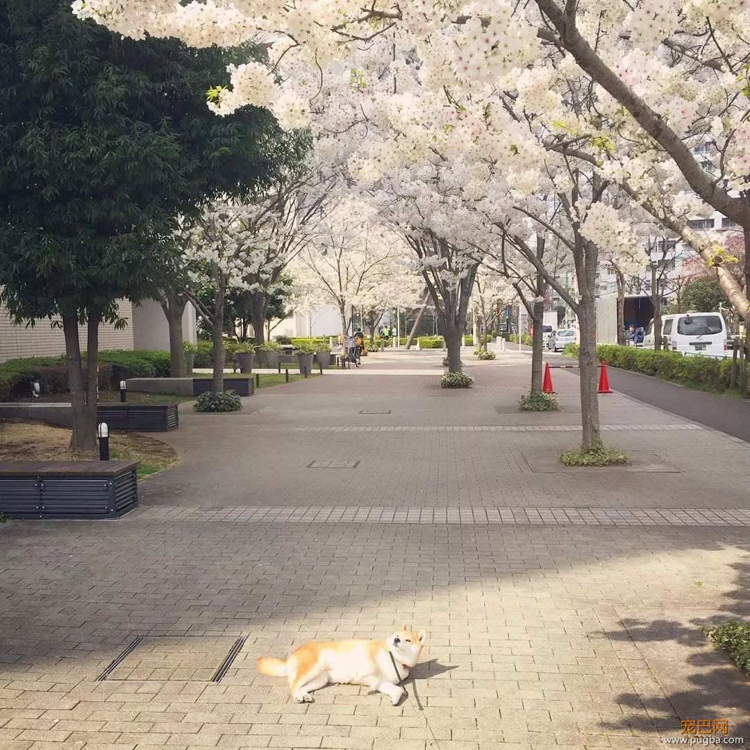 想带狗砸去环游世界，这货却只想睡觉，景点全部躺着打卡...-4.jpeg