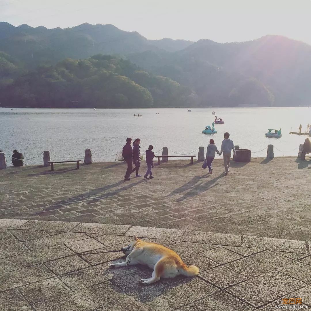 想带狗砸去环游世界，这货却只想睡觉，景点全部躺着打卡...-8.jpeg