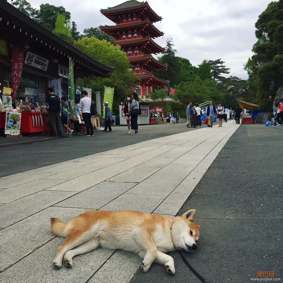 想带狗砸去环游世界，这货却只想睡觉，景点全部躺着打卡...-7.jpeg