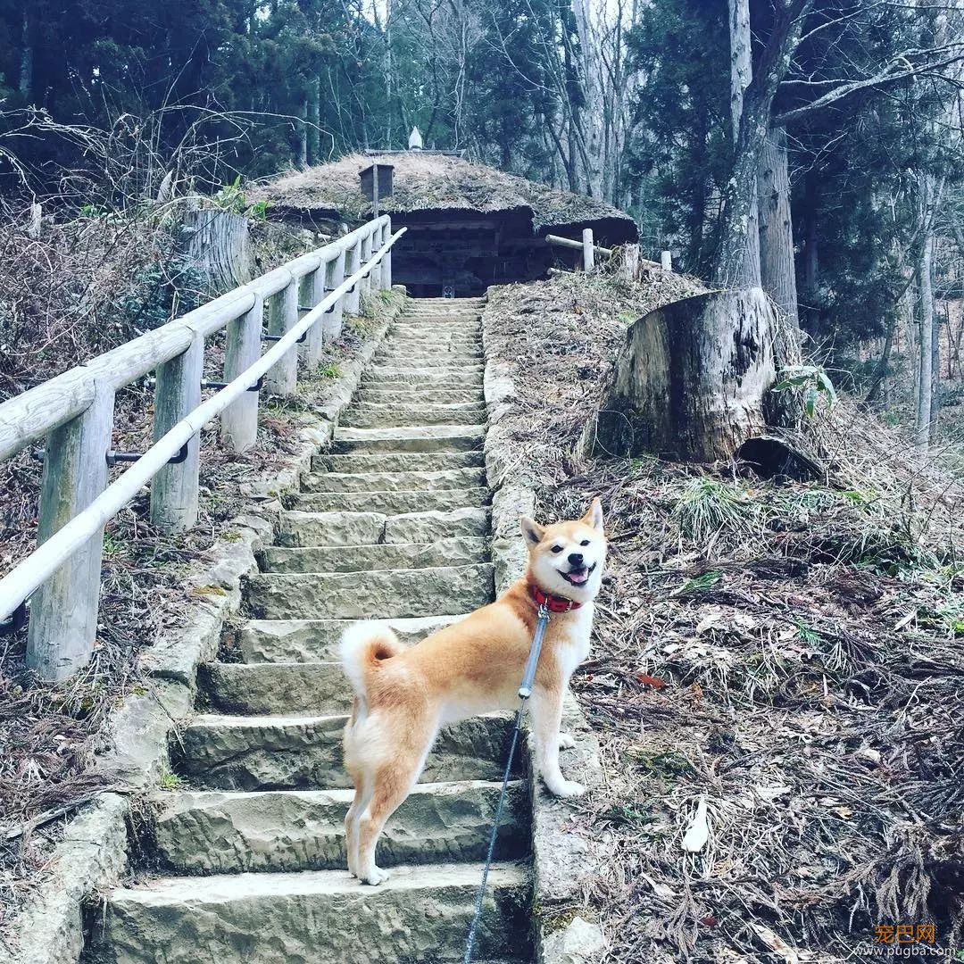 想带狗砸去环游世界，这货却只想睡觉，景点全部躺着打卡...-13.jpeg
