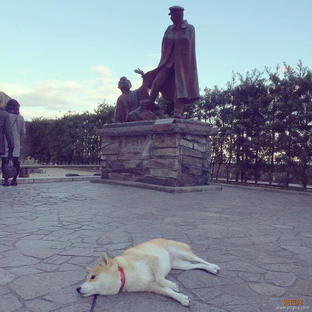 想带狗砸去环游世界，这货却只想睡觉，景点全部躺着打卡...-12.jpeg