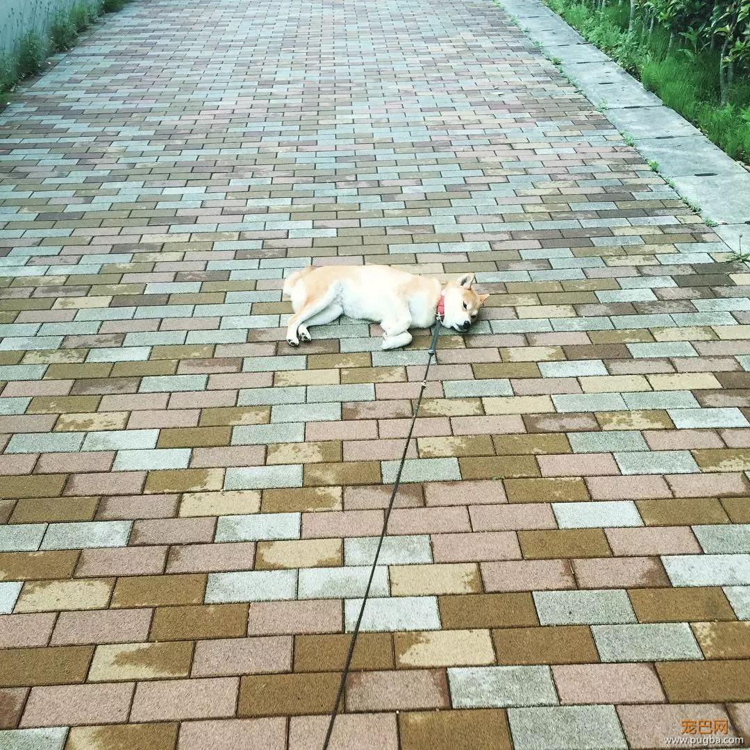 想带狗砸去环游世界，这货却只想睡觉，景点全部躺着打卡...-10.jpeg