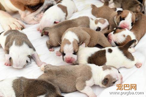 斗牛犬怀孕时只觉得肚子很大，没想到一口气生下14只吓坏主人-3.jpeg