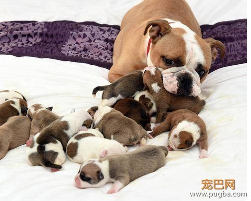 斗牛犬怀孕时只觉得肚子很大，没想到一口气生下14只吓坏主人-1.jpeg