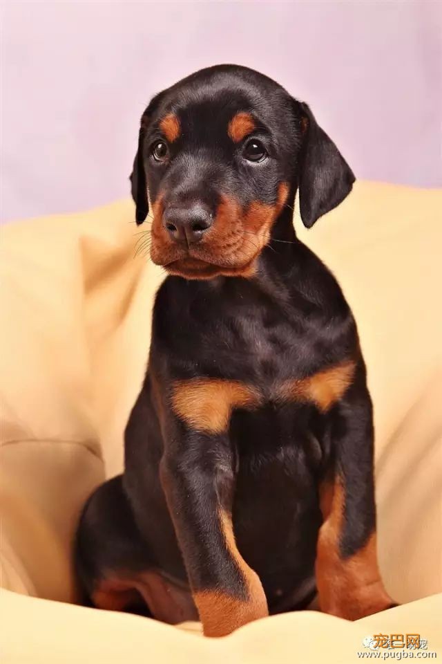 杜宾犬幼犬养的方法技巧-1.jpeg