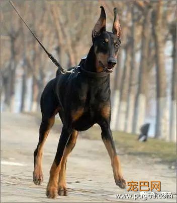 杜宾犬幼犬养的方法技巧-2.jpeg