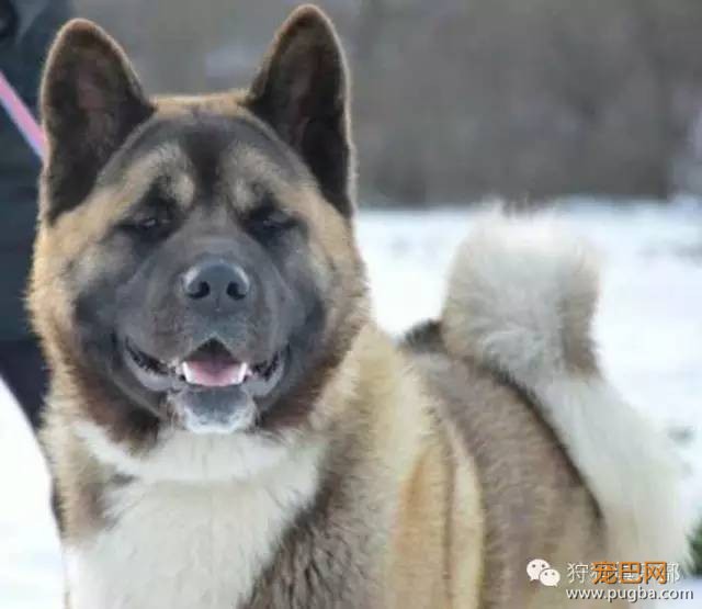 勇敢的心—美国秋田犬-1.jpeg