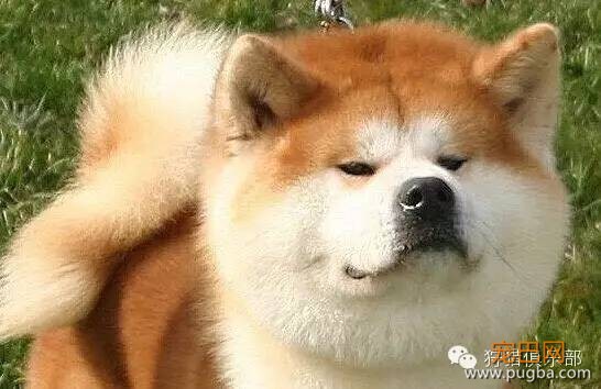 勇敢的心—美国秋田犬-6.jpeg