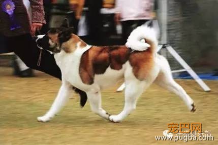 勇敢的心—美国秋田犬-4.jpeg