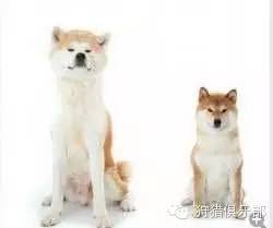 勇敢的心—美国秋田犬-5.jpeg