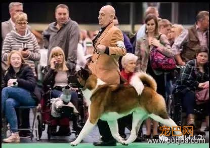 勇敢的心—美国秋田犬-8.jpeg