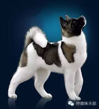 勇敢的心—美国秋田犬-11.jpeg