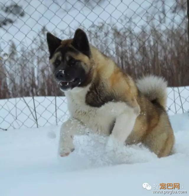 勇敢的心—美国秋田犬-12.jpeg