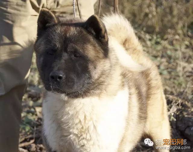 勇敢的心—美国秋田犬-15.jpeg
