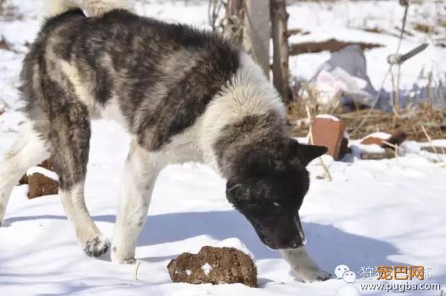 勇敢的心—美国秋田犬-16.jpeg