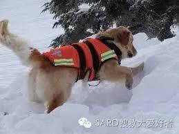 搜救犬有多少种？你知道嘛-3.jpeg
