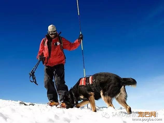搜救犬有多少种？你知道嘛-5.jpeg