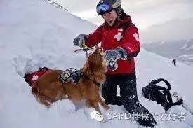 搜救犬有多少种？你知道嘛-4.jpeg
