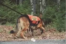 搜救犬有多少种？你知道嘛-11.jpeg