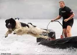 搜救犬有多少种？你知道嘛-9.jpeg