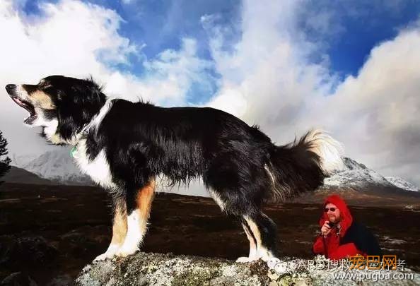 搜救犬有多少种？你知道嘛-8.jpeg