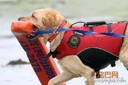 搜救犬有多少种？你知道嘛-10.jpeg