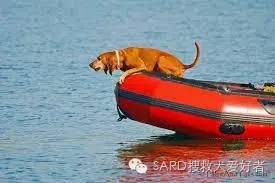 搜救犬有多少种？你知道嘛-12.jpeg