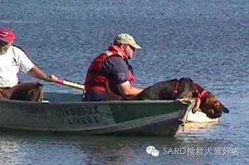搜救犬有多少种？你知道嘛-13.jpeg