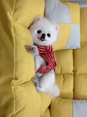 主人疑惑狗狗为什么这么老实，走进一看……-1.gif