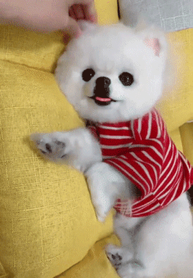 主人疑惑狗狗为什么这么老实，走进一看……-2.gif
