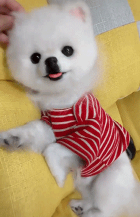 主人疑惑狗狗为什么这么老实，走进一看……-3.gif