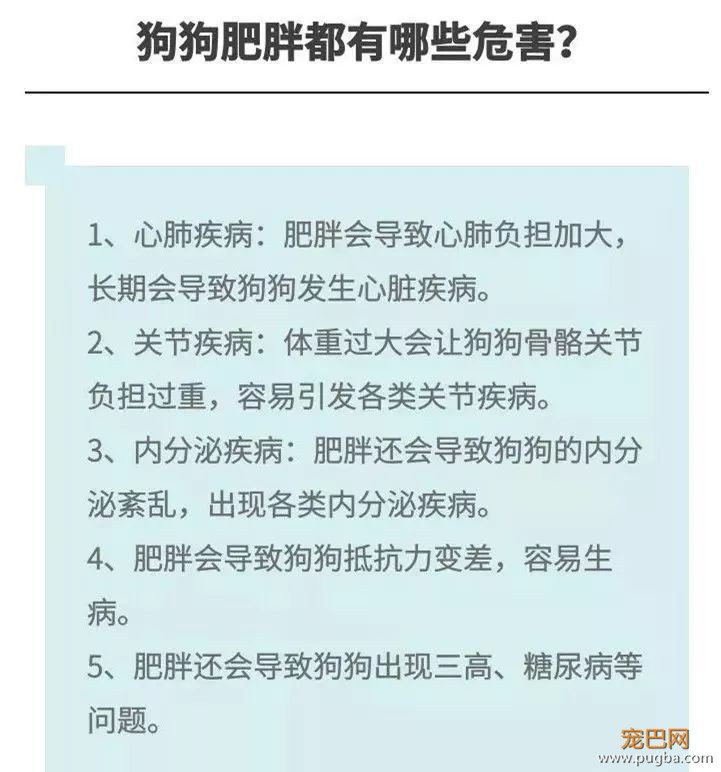 “爱”让狗肥胖，肥胖让狗悲伤！-8.jpeg