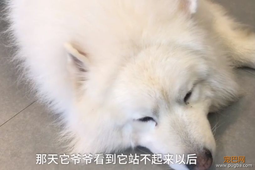 “爱”让狗肥胖，肥胖让狗悲伤！-3.jpeg