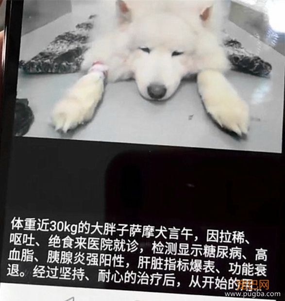“爱”让狗肥胖，肥胖让狗悲伤！-4.jpeg