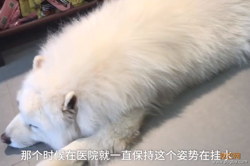 “爱”让狗肥胖，肥胖让狗悲伤！-5.jpeg
