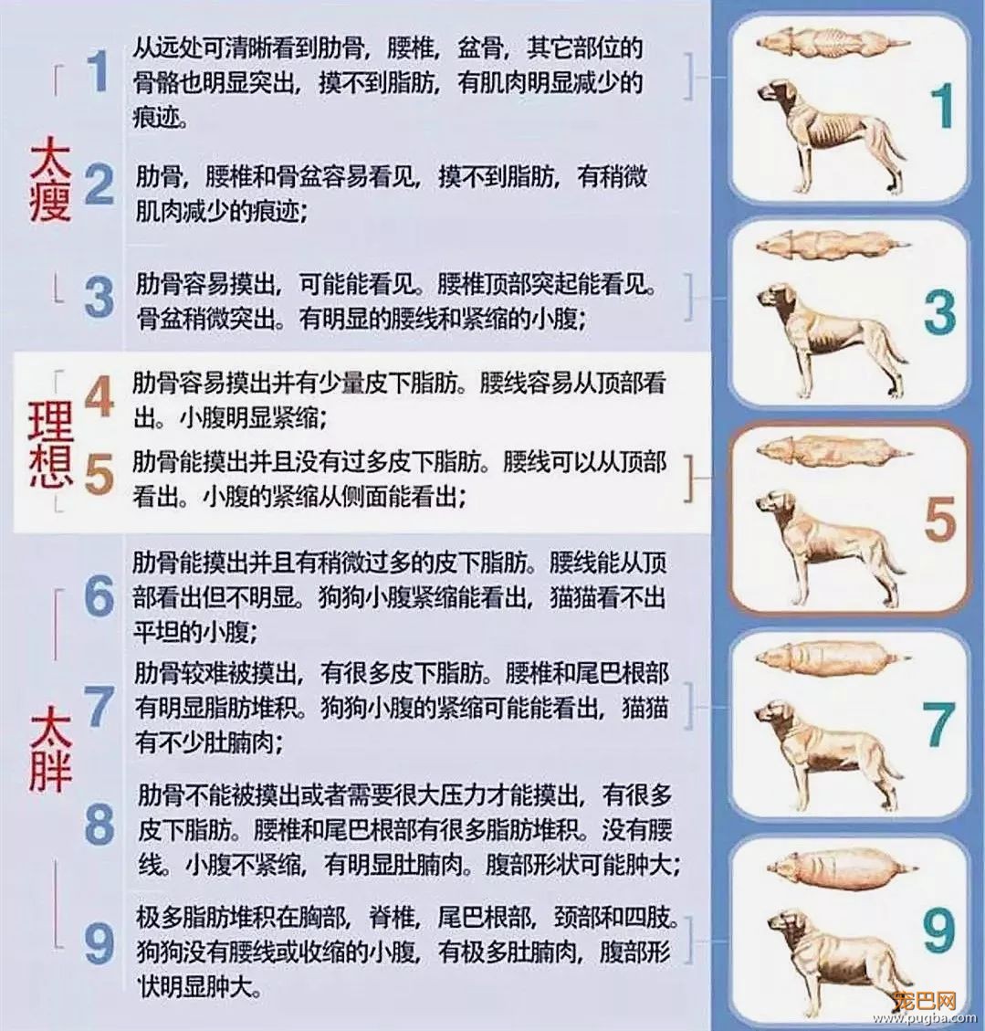 “爱”让狗肥胖，肥胖让狗悲伤！-7.jpeg