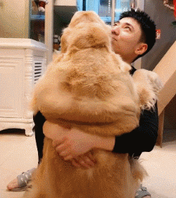 “爱”让狗肥胖，肥胖让狗悲伤！-6.gif