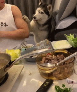 “爱”让狗肥胖，肥胖让狗悲伤！-11.gif
